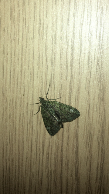 Chloroclysta siterata - salátazöld araszoló