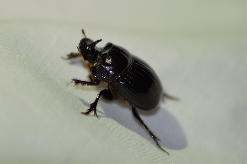 Copris lunaris - közönséges holdszarvú-ganéjtúró
