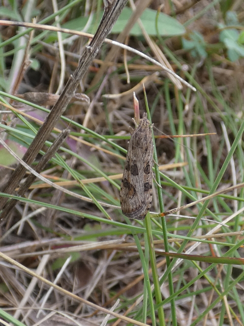 Nomophila noctuella - közönséges vándormoly