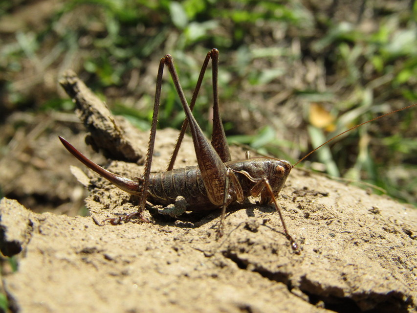 Rhacocleis germanica - német szöcske