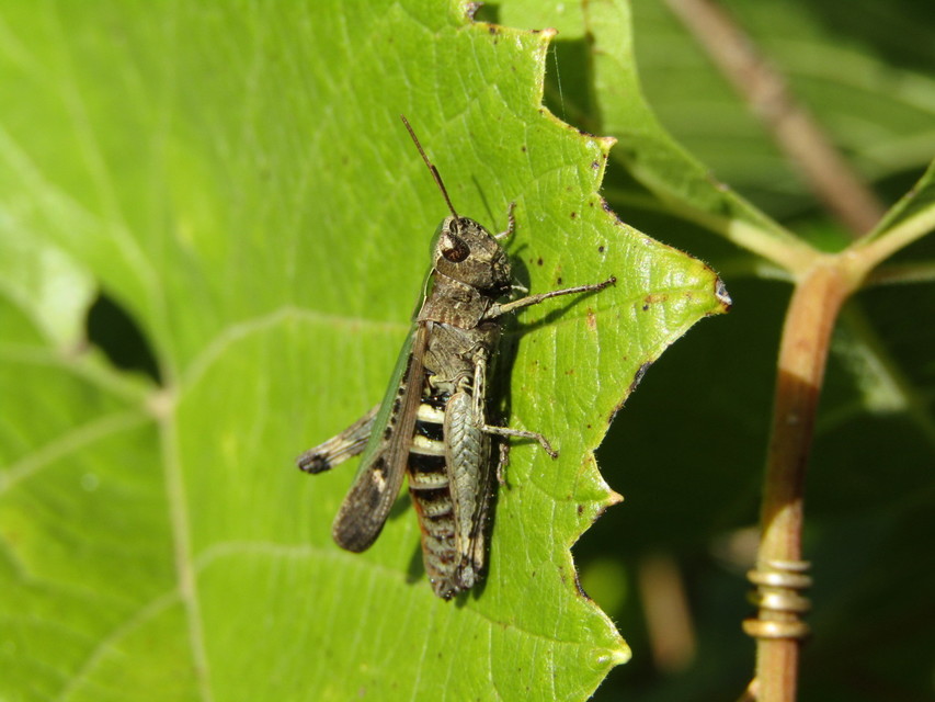 Omocestus rufipes - vöröshasú tarlósáska