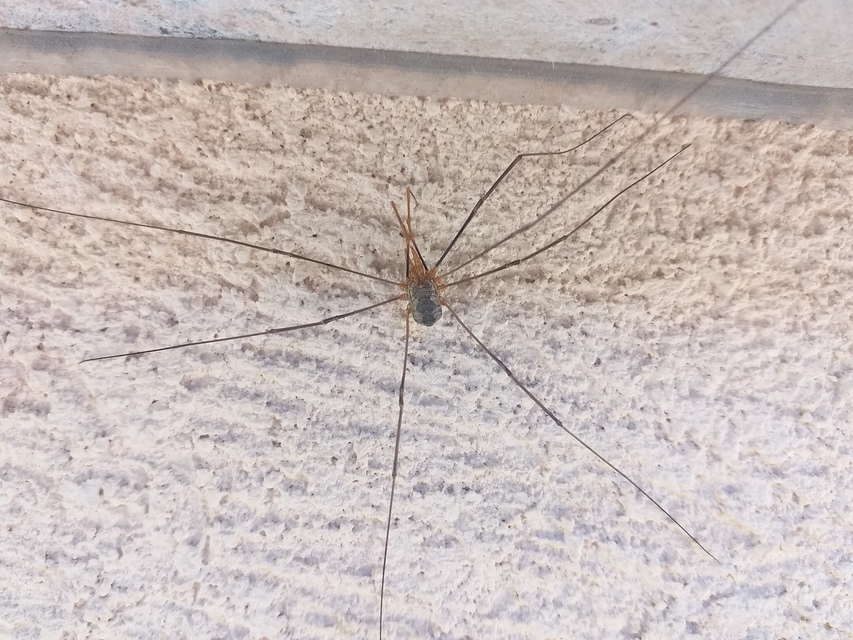 Phalangium opilio