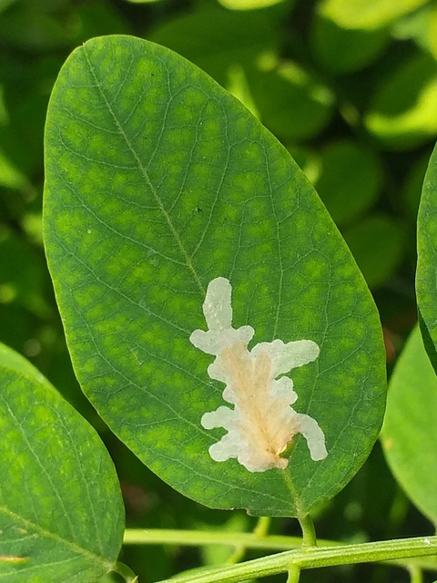 Parectopa robiniella - akáclevél-hólyagosmoly
