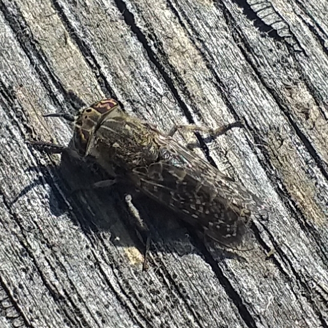 Haematopota