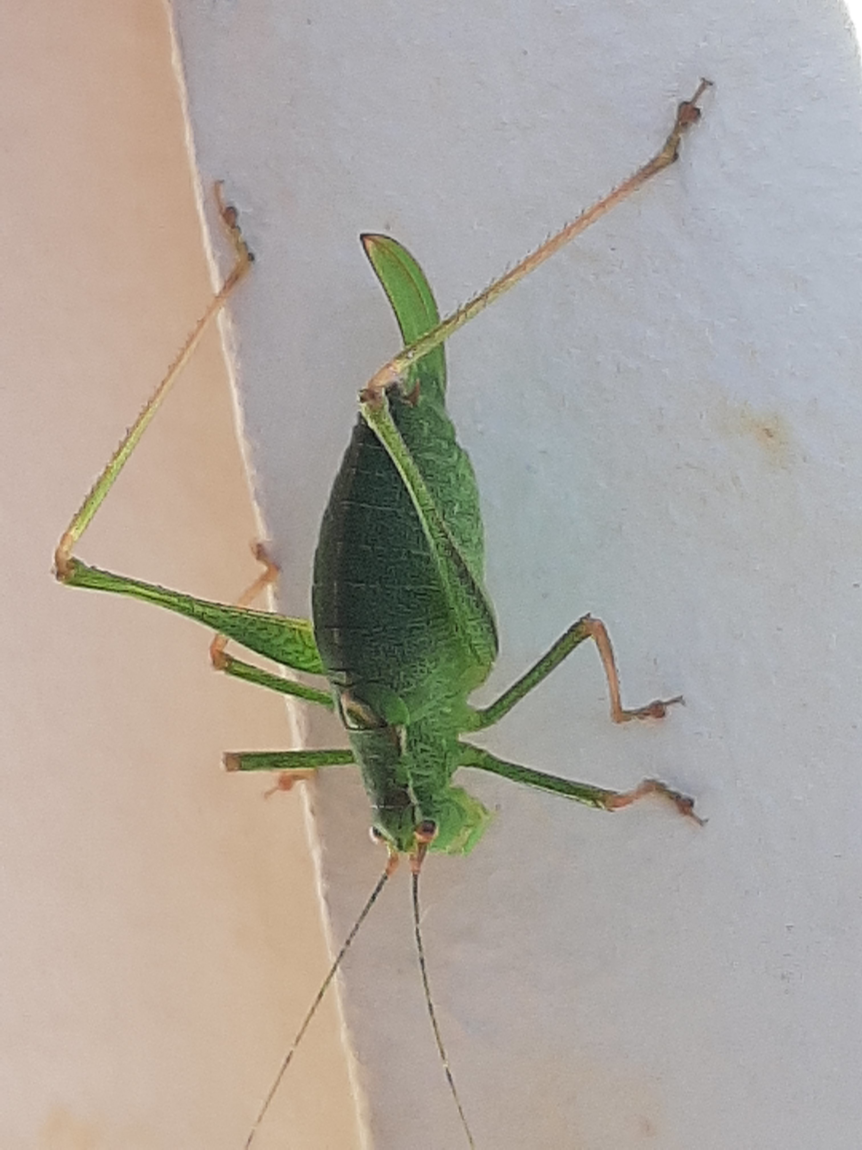 Leptophyes punctatissima - rőthátú virágszöcske