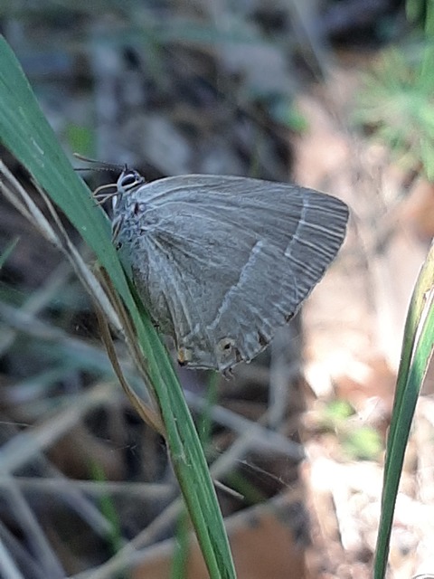 Neozephyrus quercus - tölgyfalepke