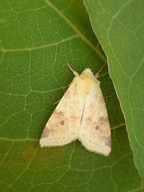 Cirrhia icteritia - nyárfa-sárgabagoly