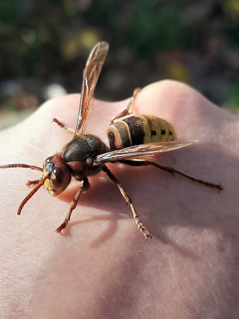 Vespa crabro - lódarázs