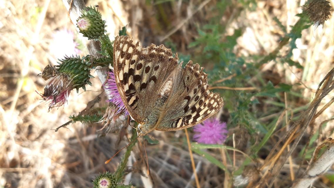 Argynnis pandora - zöldes gyöngyházlepke