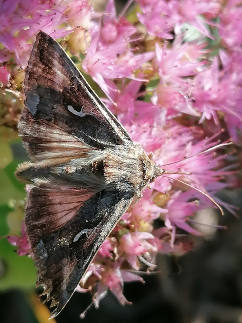 Autographa gamma - gammalepke