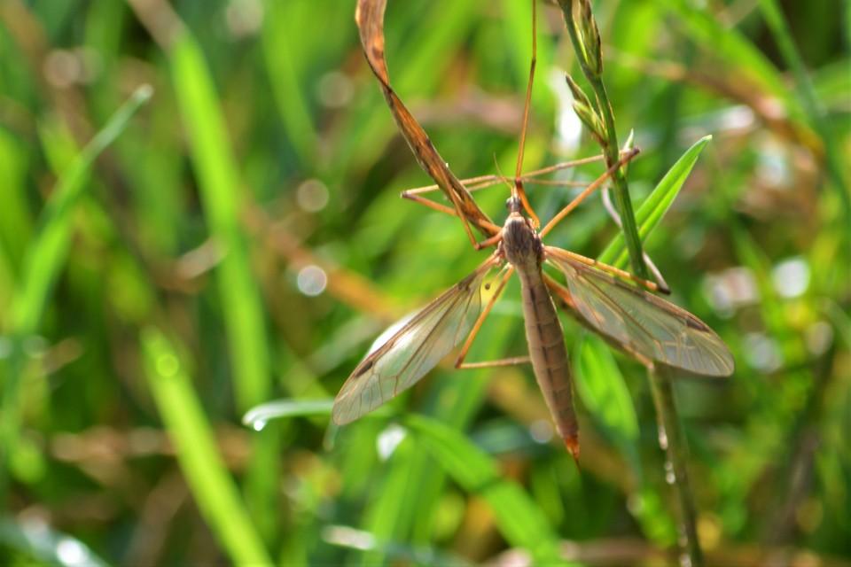 Tipula