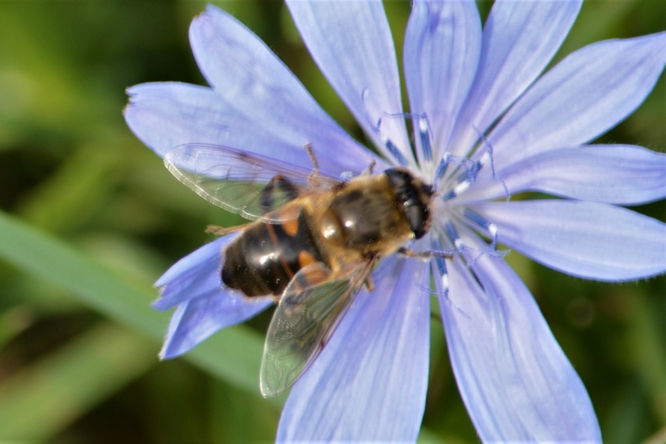 Eristalis tenax - közönséges herelégy