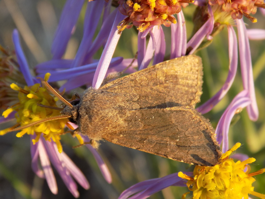 Aporophyla lutulenta - sziki őszibagoly
