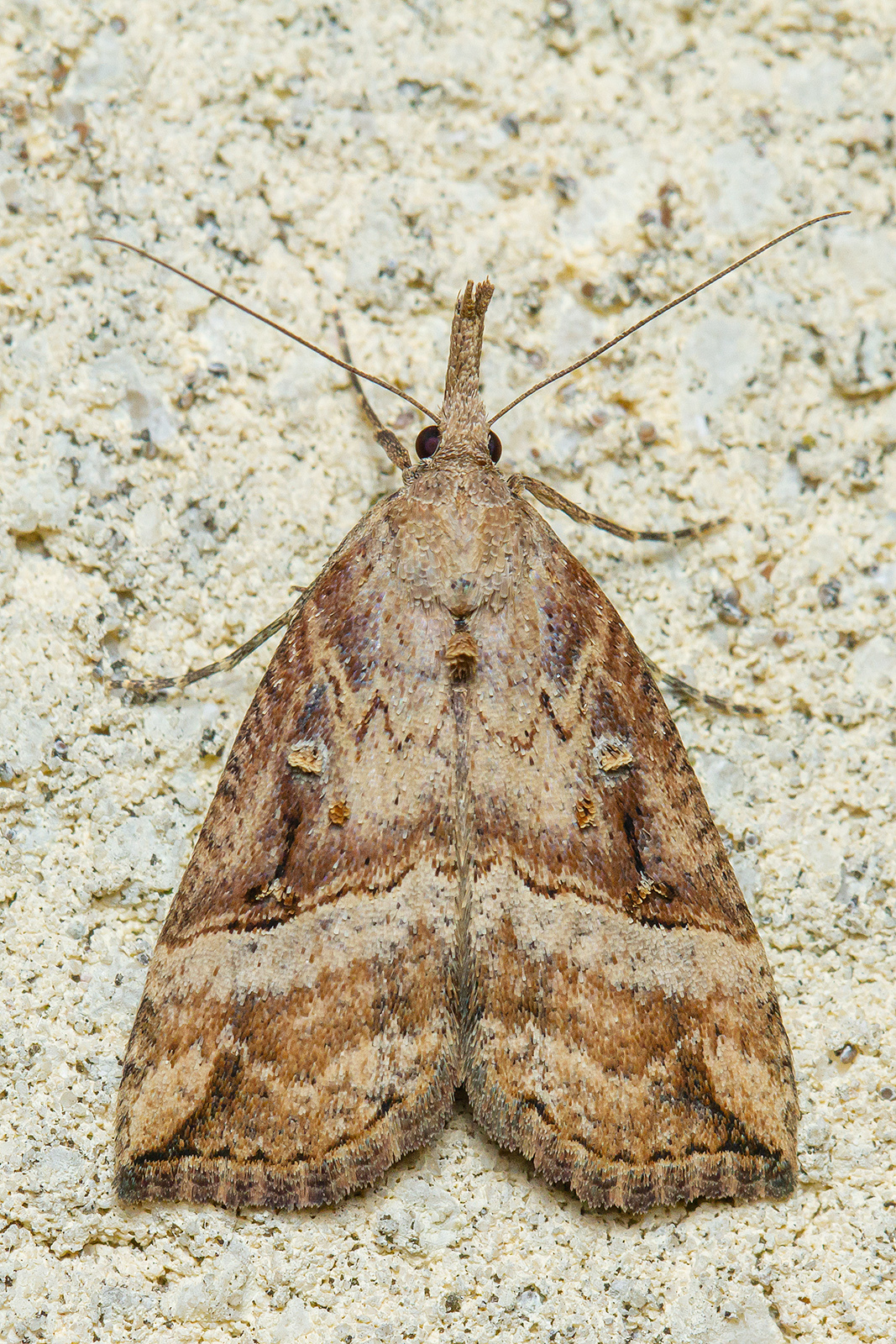 Hypena rostralis - közönséges karcsúbagoly
