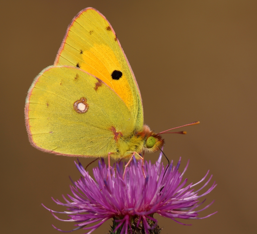 Colias croceus - sáfránylepke