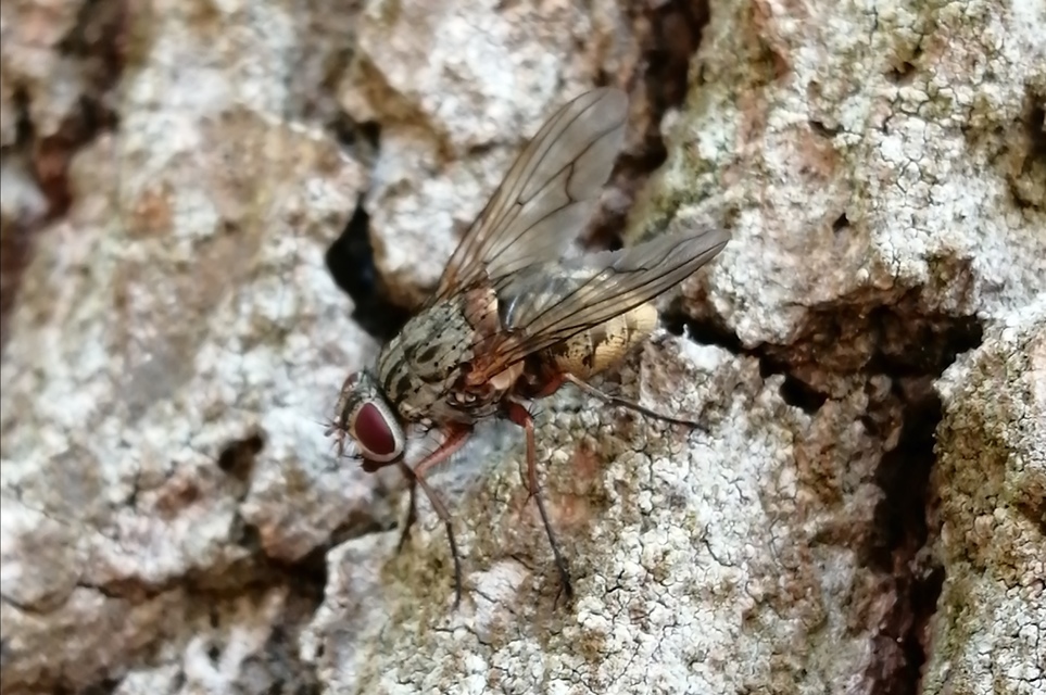 Phaonia valida