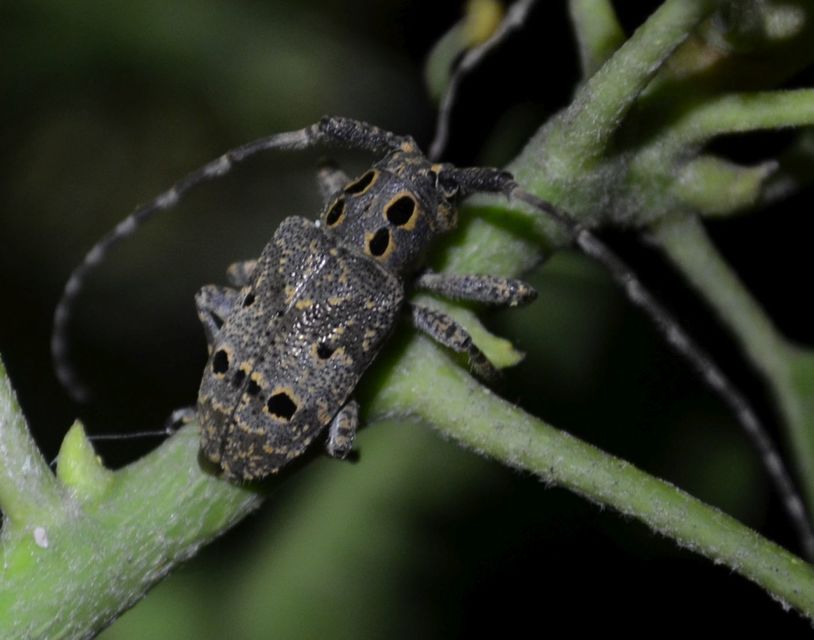 Mesosa curculionoides - szemfoltos cincér