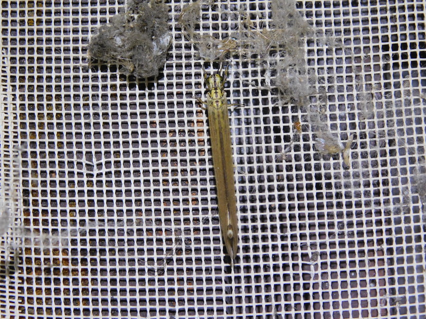 Myrmecaelurus trigrammus - hangyafarkas
