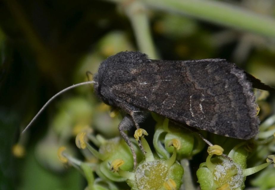 Aporophyla lutulenta - sziki őszibagoly