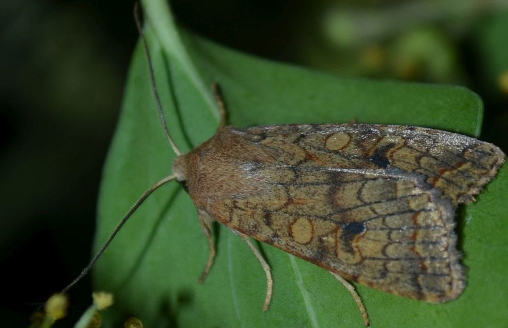 Sunira circellaris - okkersárga őszibagoly