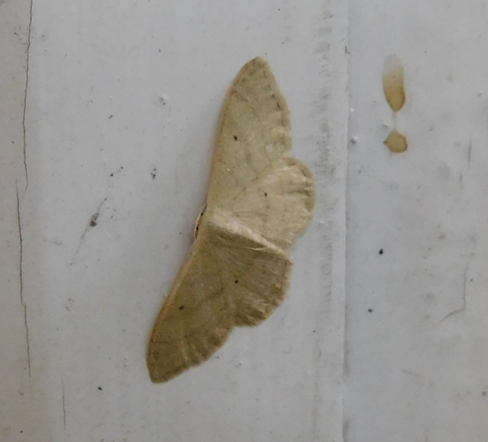 Idaea straminata - szalmasárga sávosaraszoló