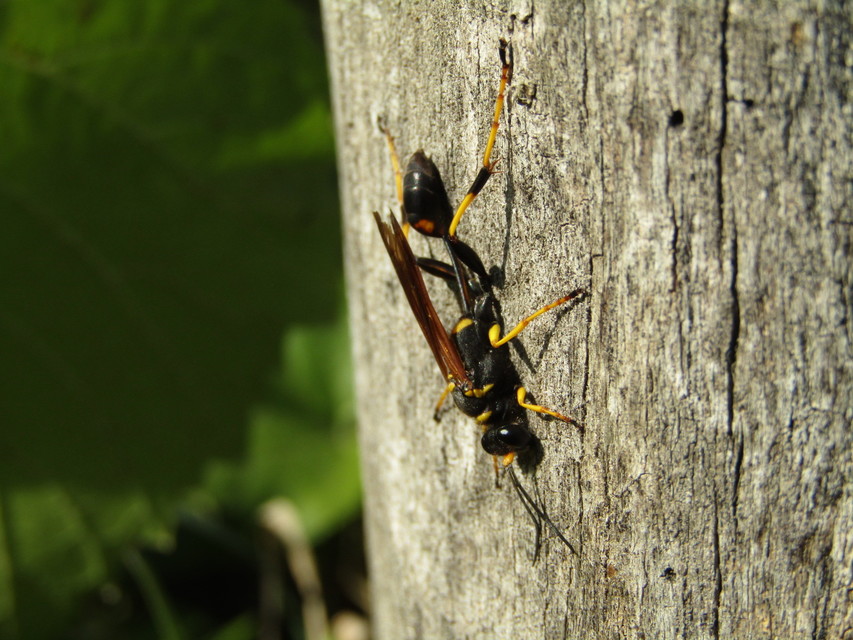 Sceliphron caementarium - feketenyelű lopódarázs