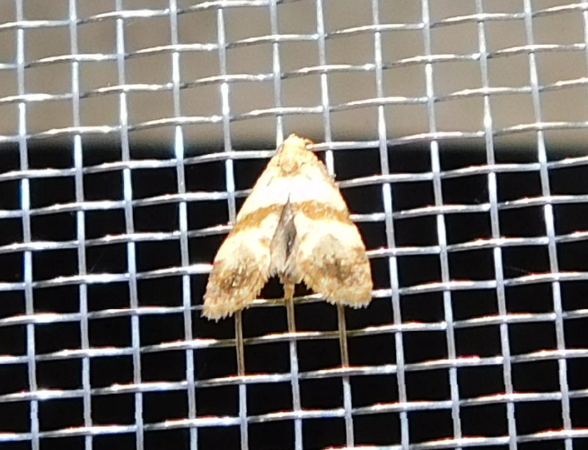 Phalonidia contractana - pipitér-fúrómoly