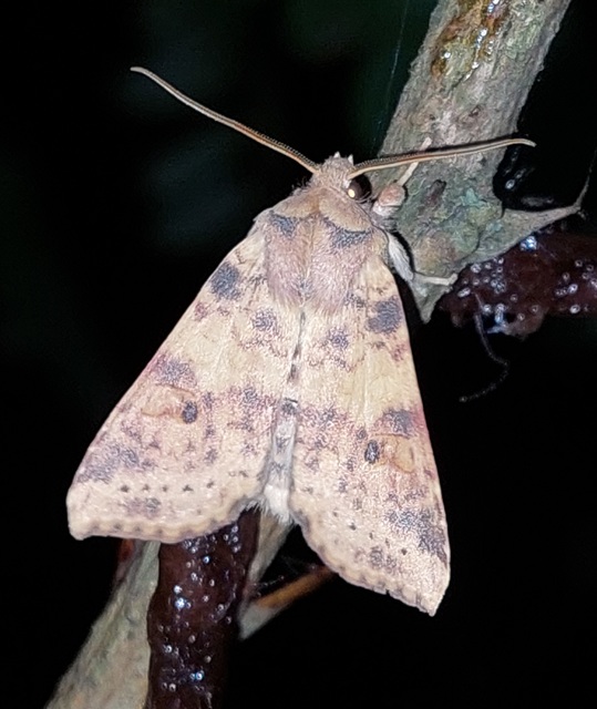 Cirrhia ocellaris - fakó sárgabagoly