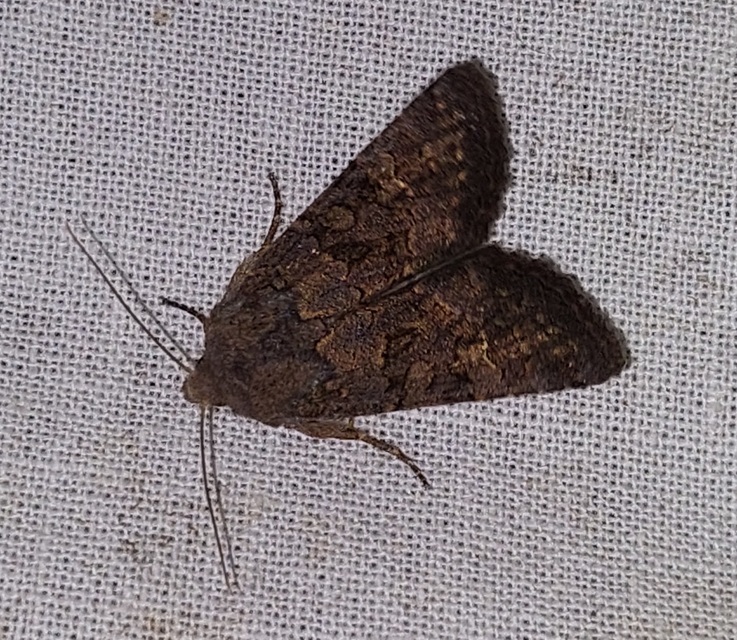 Aporophyla lutulenta - sziki őszibagoly