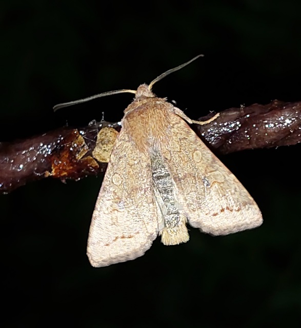 Sunira circellaris - okkersárga őszibagoly