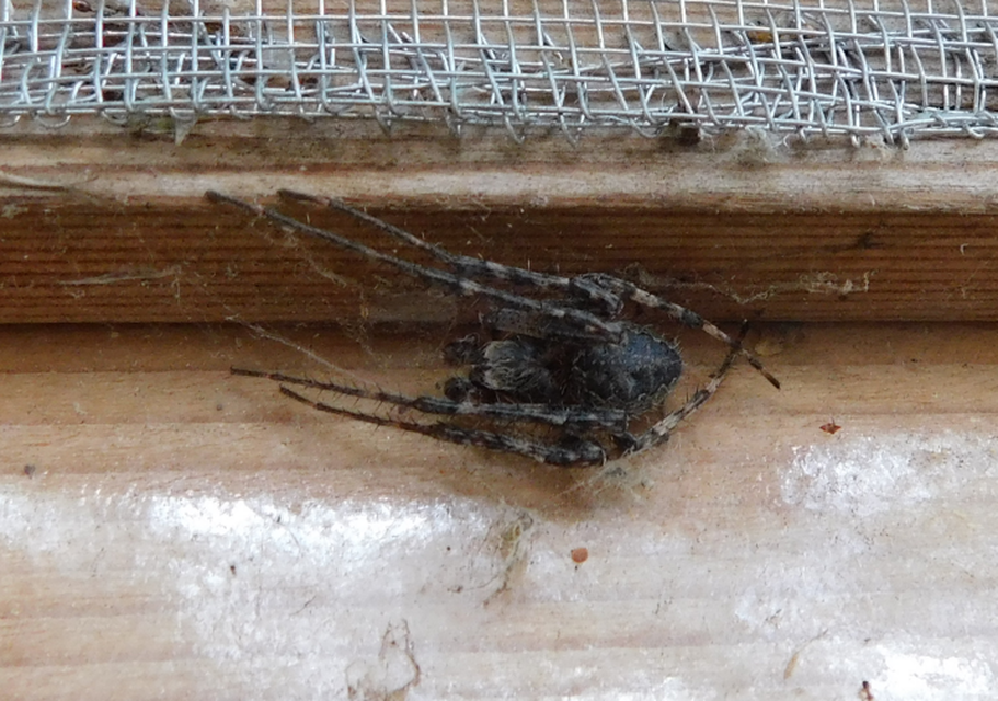 Larinioides ixobolus - ereszalji keresztespók