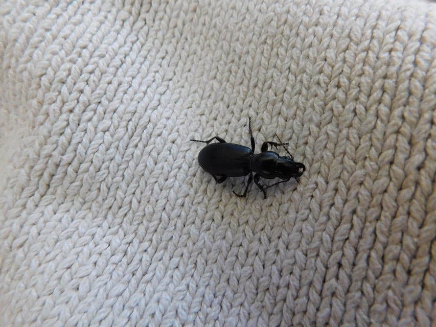 Broscus cephalotes - busafutó