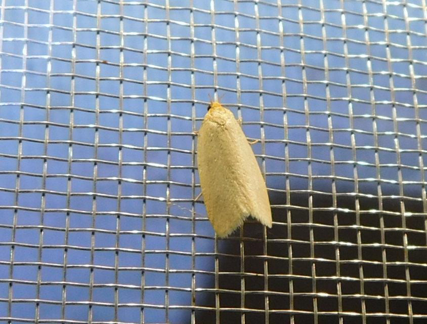 Aphelia