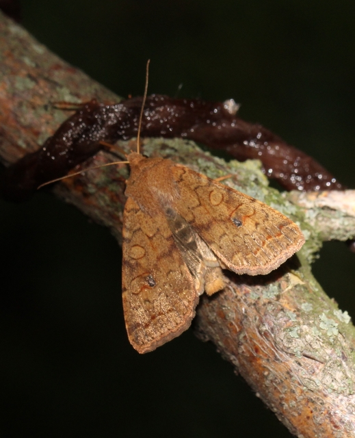 Sunira circellaris - okkersárga őszibagoly