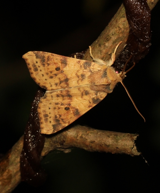 Cirrhia ocellaris - fakó sárgabagoly