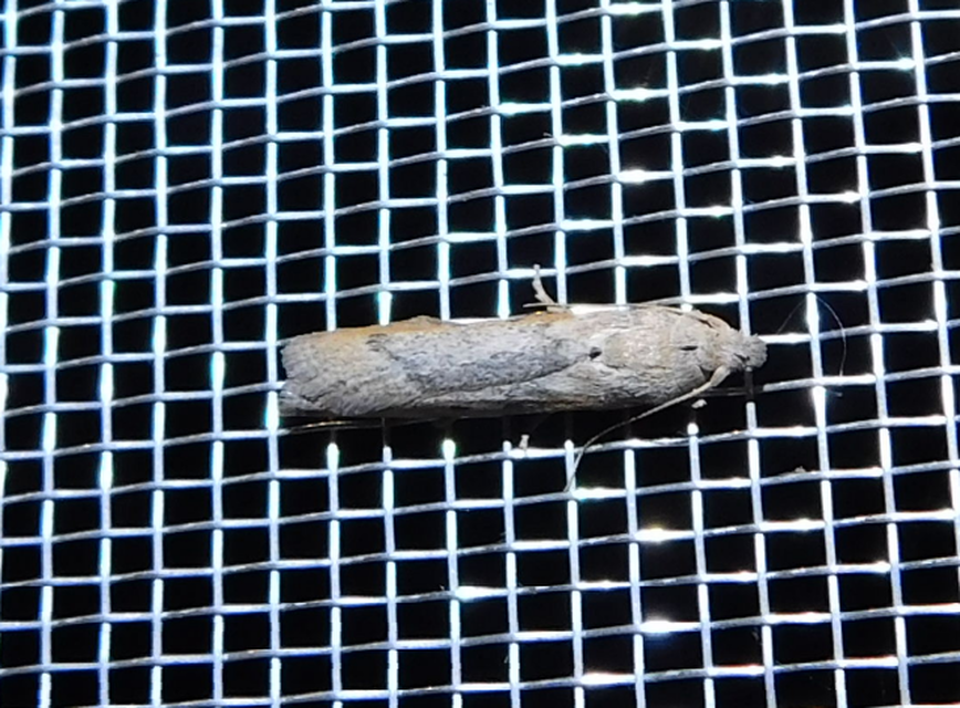 Lamoria