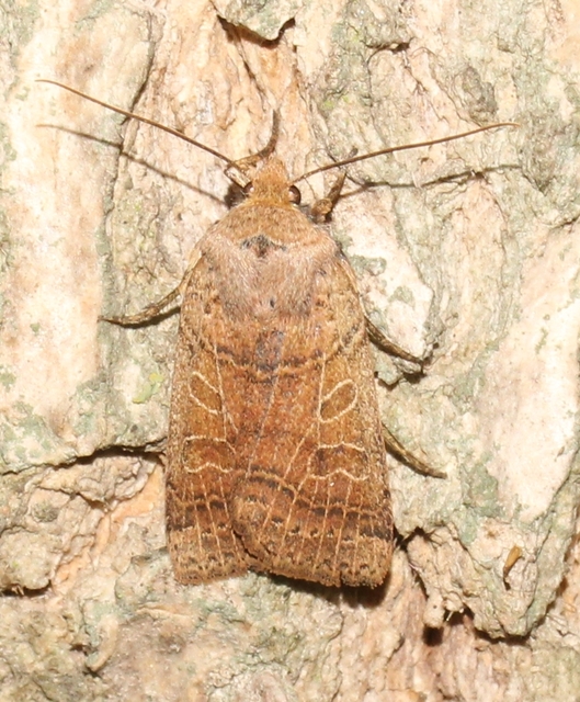 Anchoscelis nitida - rozsdabarna őszibagoly