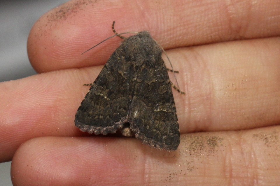 Aporophyla lutulenta - sziki őszibagoly