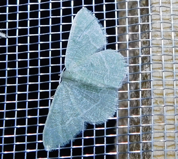 Phaiogramma etruscaria - fehérpettyes zöldaraszoló