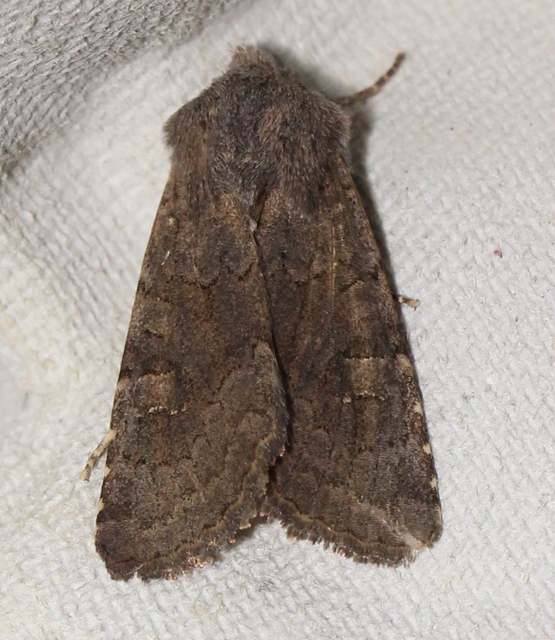 Aporophyla lutulenta - sziki őszibagoly