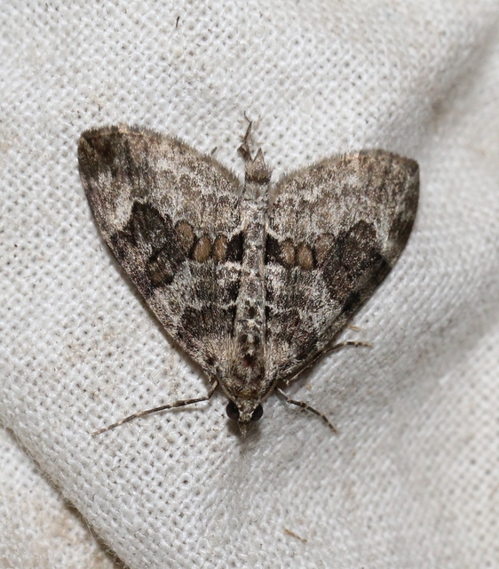 Thera variata/britannica