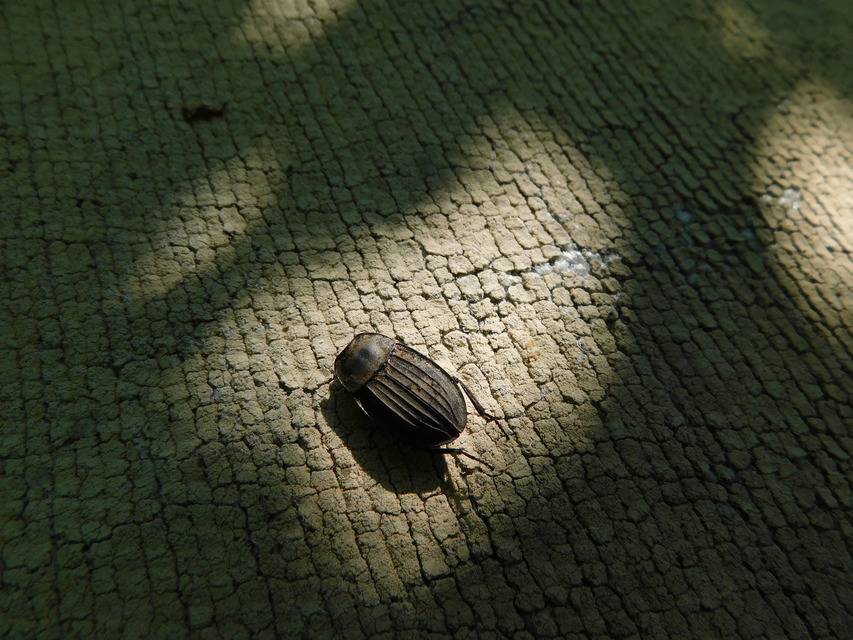 Silpha carinata - karimás dögbogár