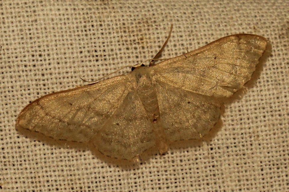 Idaea straminata - szalmasárga sávosaraszoló