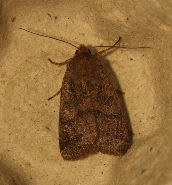 Anchoscelis nitida - rozsdabarna őszibagoly