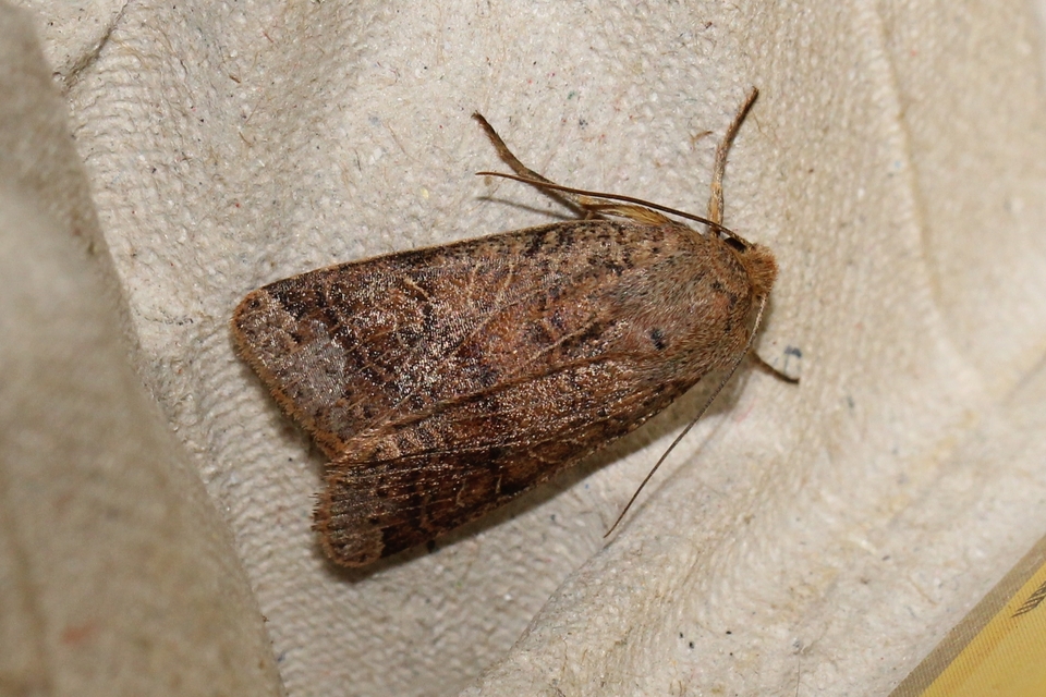 Anchoscelis nitida - rozsdabarna őszibagoly