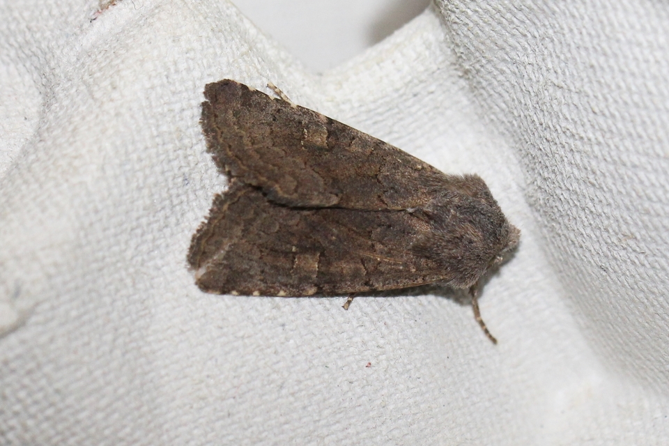 Aporophyla lutulenta - sziki őszibagoly