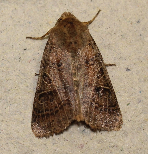 Anchoscelis nitida - rozsdabarna őszibagoly