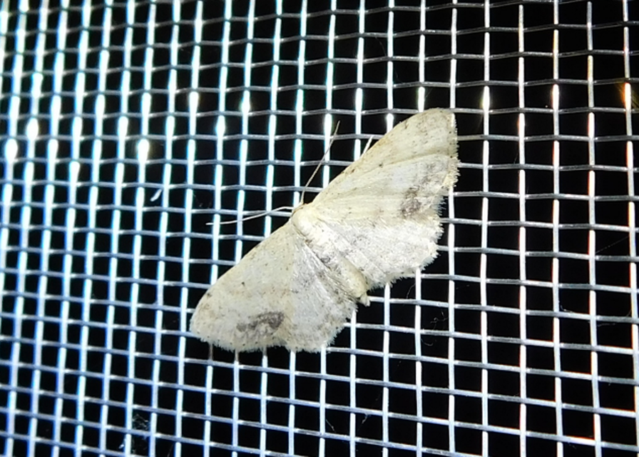Idaea dimidiata - gyakori apróaraszoló
