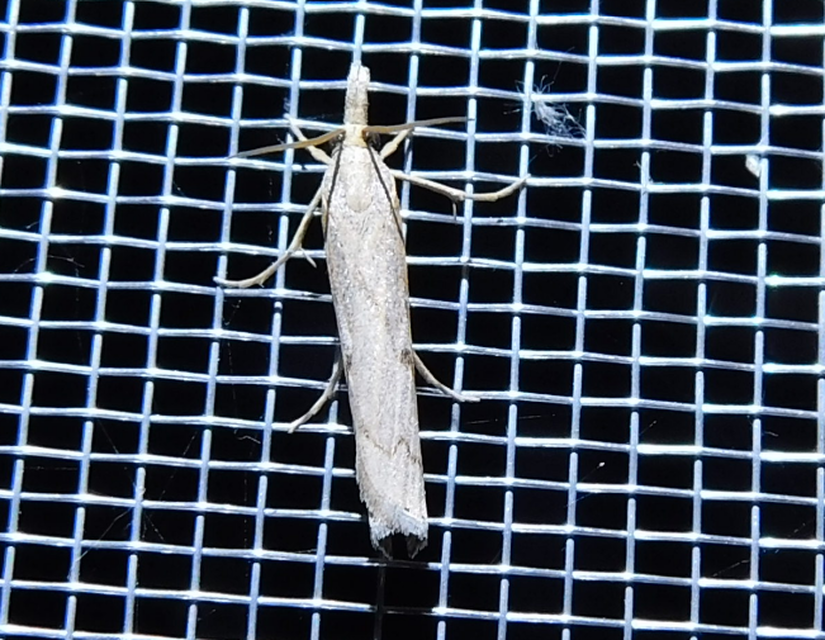 Pediasia contaminella - mocskos fűgyökérmoly