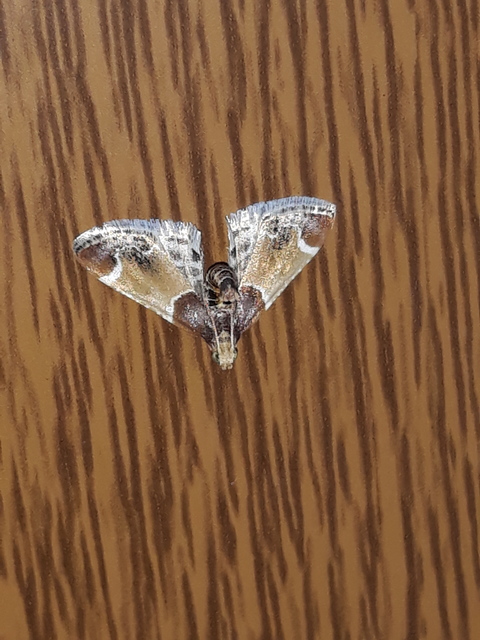 Pyralis farinalis - lisztilonca